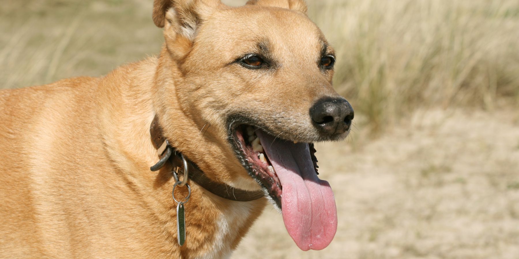 Interpreting the Emotional Signals in Your Dog's Panting: Stress or Play