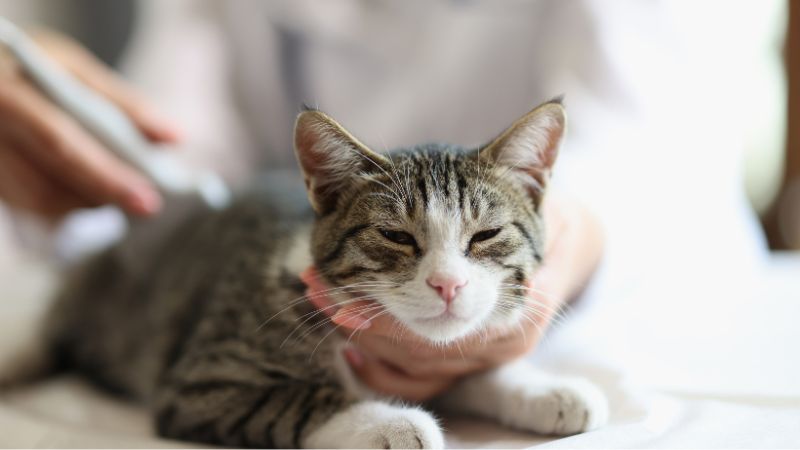 What Are the Signs of Kidney Failure in Cats?